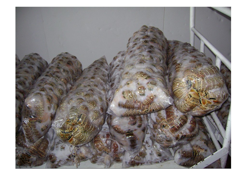 Spanish Lobster Tails