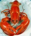 LOBSTERS