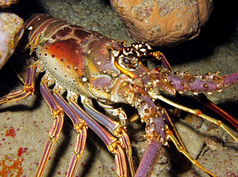  Florida  Lobster