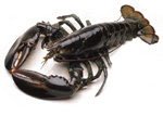Live Or  Cooked   Lobster 