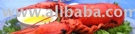 Fresh Cooked Lobster