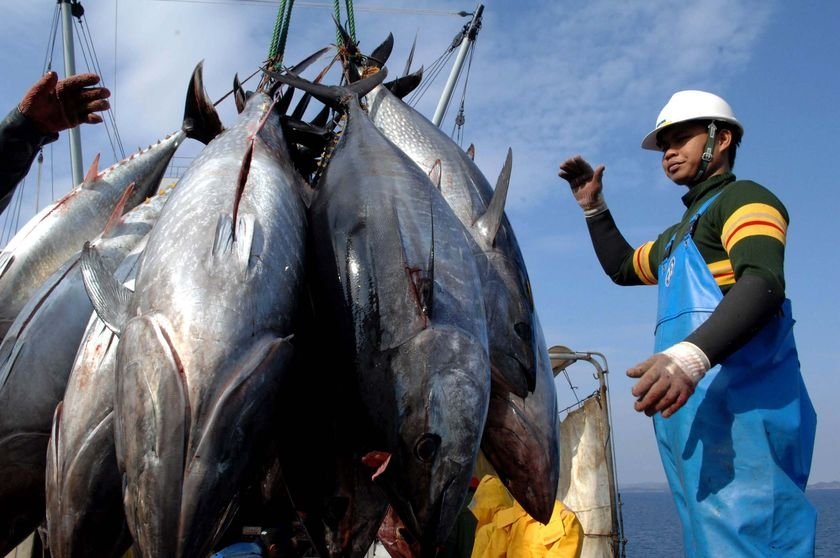 Brasilian Fishery  products  Tuna Prawns Lobster Octupus