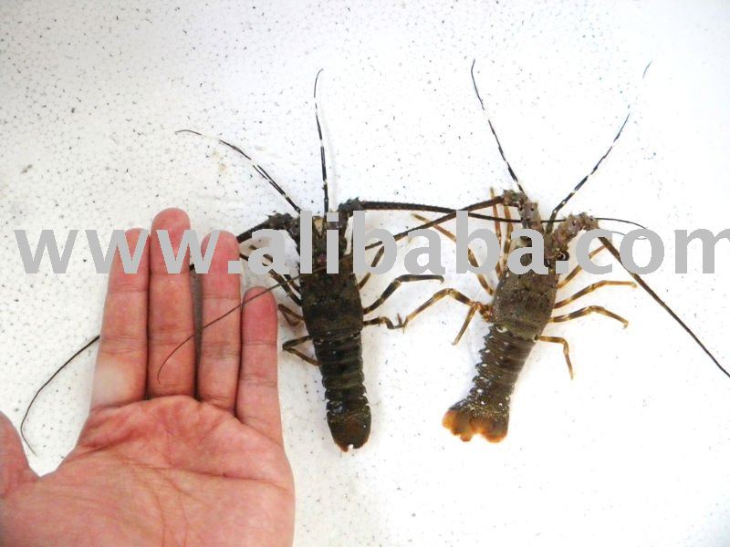 Live Baby Lobster/ Lobster fingerling / P. Ornatus,Indonesia price supplier  - 21food