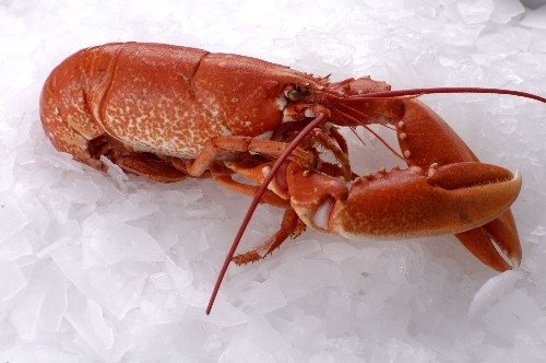 Lobsters