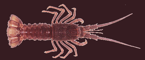 Southern Rock Lobster