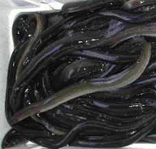 Live / Frozen Eels - Anguilla Rostrata