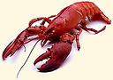  Red   Lobster 
