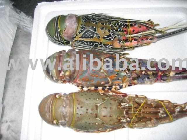 FROZEN LOBSTER