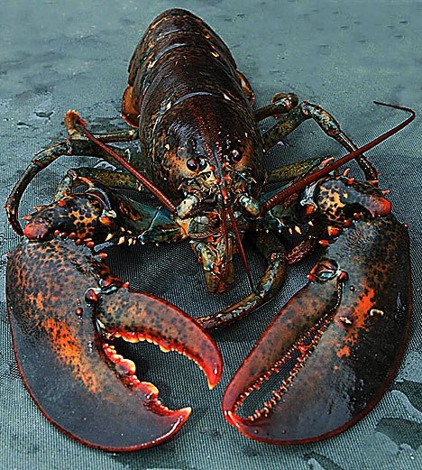 Live Lobsters