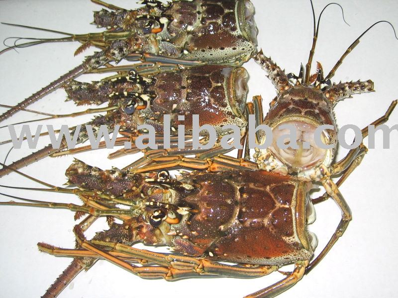 Frozen  Florida  Lobster Heads