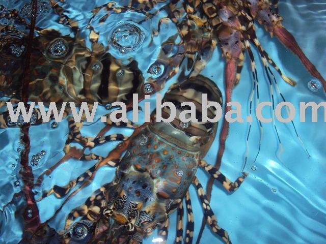 Live Lobster ( Flower lobster ) , suitable quanlity and best quality.