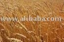 WHEAT FLOUR