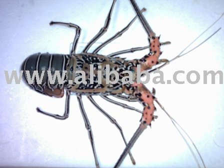 BAMBOO LOBSTER