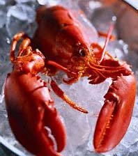 Spiny lobster