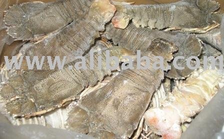  Slipper   lobster 