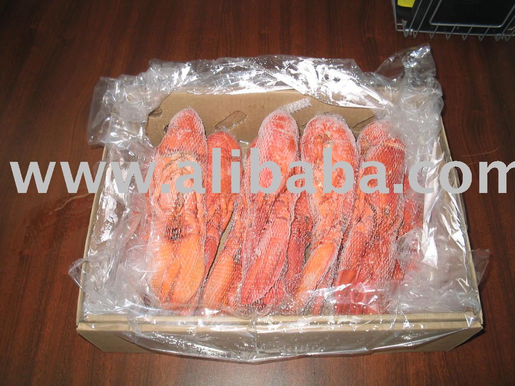 Frozen lobster