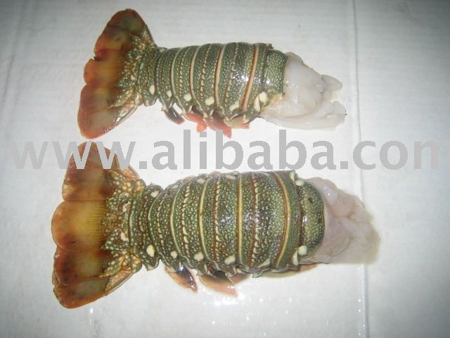  FROZEN   ROCK   LOBSTER  TAILS