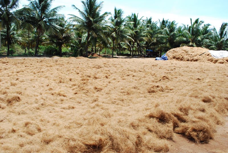 coconuts, coir  fibre,curled rope, coir  pith