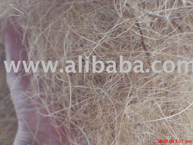  Coconut  Palm  Tree  Fibres