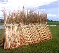Golden Coir fiber for exports
