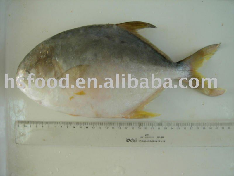 W.R.Golden pomfret