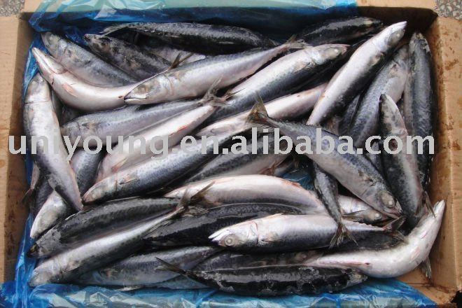 frozen whole round mackerel