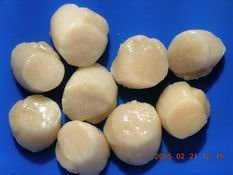  Frozen  Japanese Scallop Adductors ( Roe  Off)