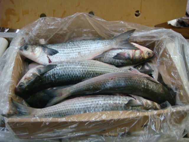 Frozen Whole-Gutted Grey Mullet - Mugil cephalus