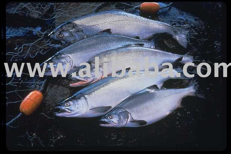 Wild Pacific Salmon