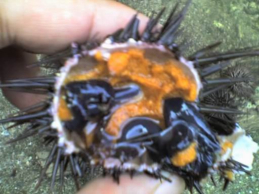 Seaurchin Roe (Uni)