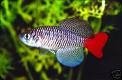 Killifish eggs