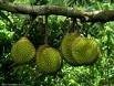 Malaysia and  Thailand   Durian 