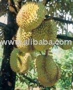 Mon Thong Durian,Thailand price supplier - 21food