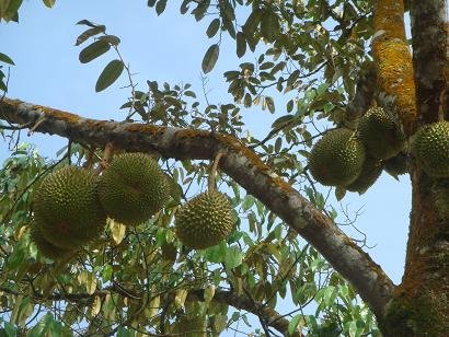 Durian
