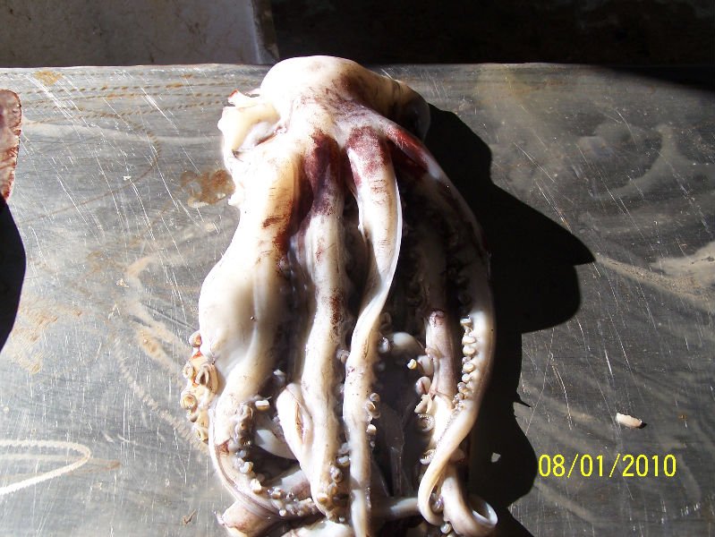 giant squid tentacle wing fillet