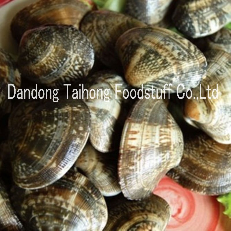 Vacuum packed Frozen boiled clam Frozen food