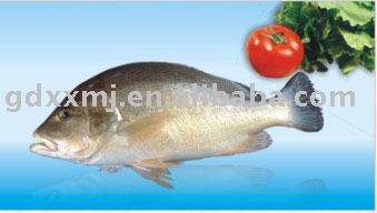 Red Porgy