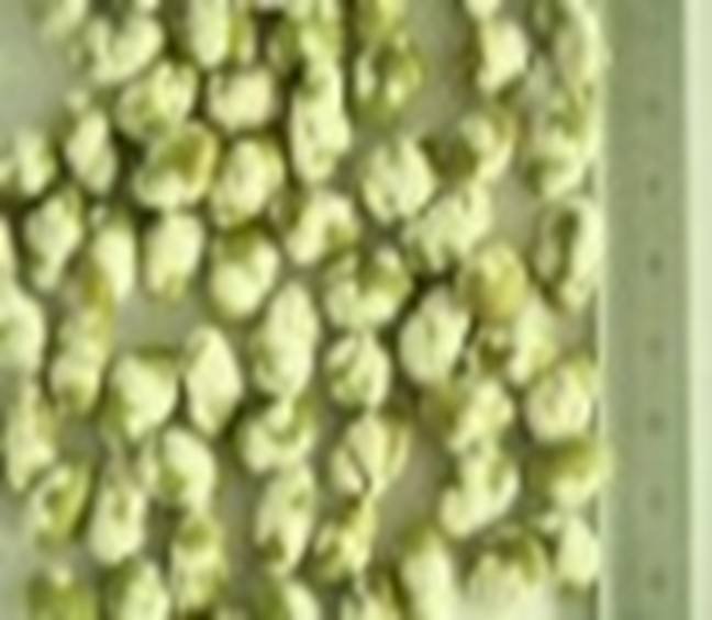 fried pea