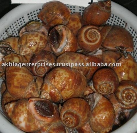 Frozen "baigai" Top Shell / Topshell