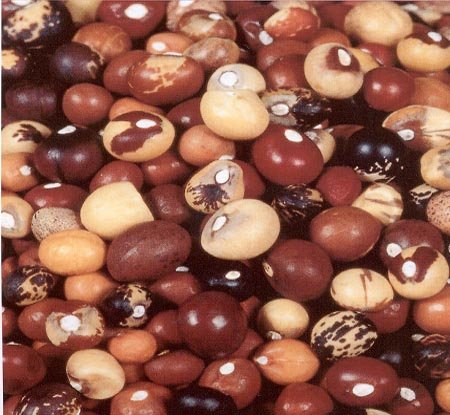 groundnut, Bambara beans,peanuts, maizes and beans