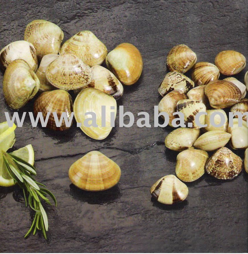 Clams (Transennella Panosa)