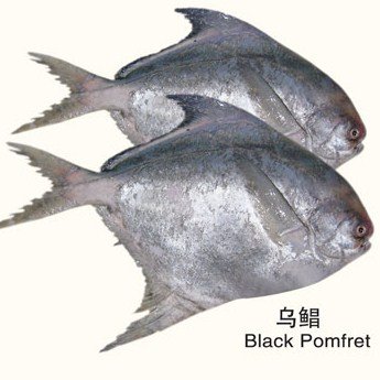 false pomfret