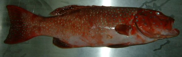 Frozen Blue-spotted Seabass