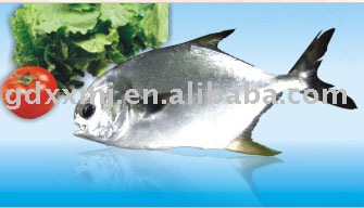 Silver butterfish