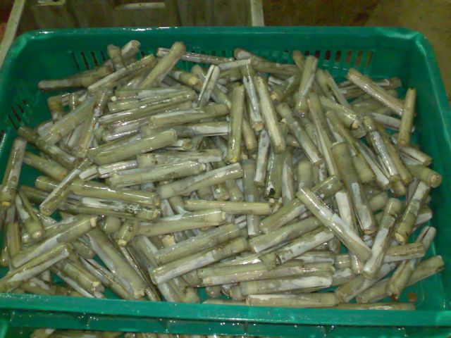 Frozen Clam : Razor Clam