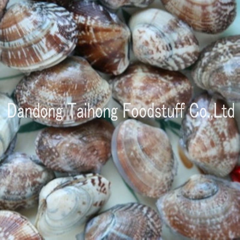 Frozen boiled clam vacuum packed food