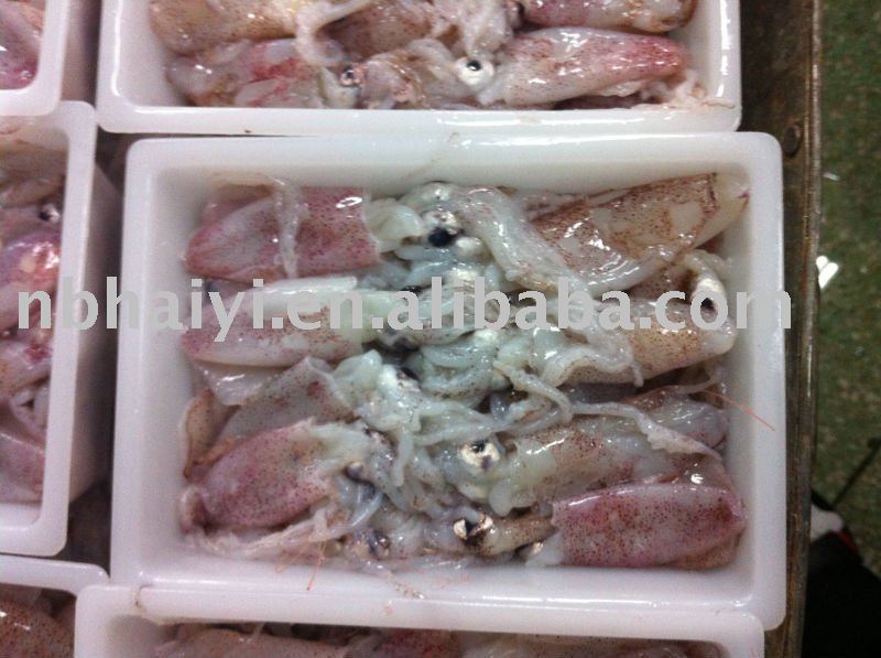 frozen baby squid (5-7cm)