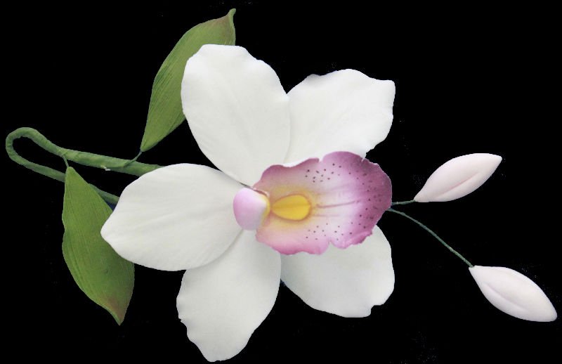 Orchids  White 