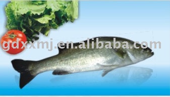 Seabass
