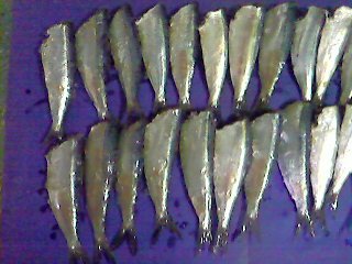 Frozen Sprat
